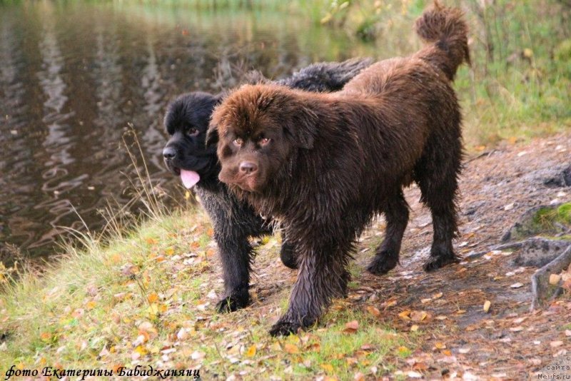 Фотография № 231450