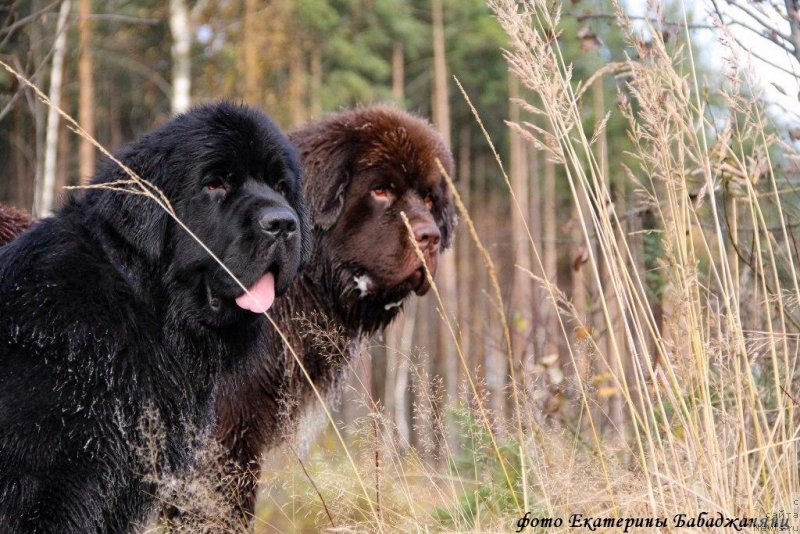 Фото: ньюфаундленд Chernaya Mafia Because I Am Worth It (Черная Мафия Бекаусе И Ам Вортх Ит), ньюфаундленд Brownblood MSK Abrams-Strong (Браунблад МСК Абрамс-Стронг)