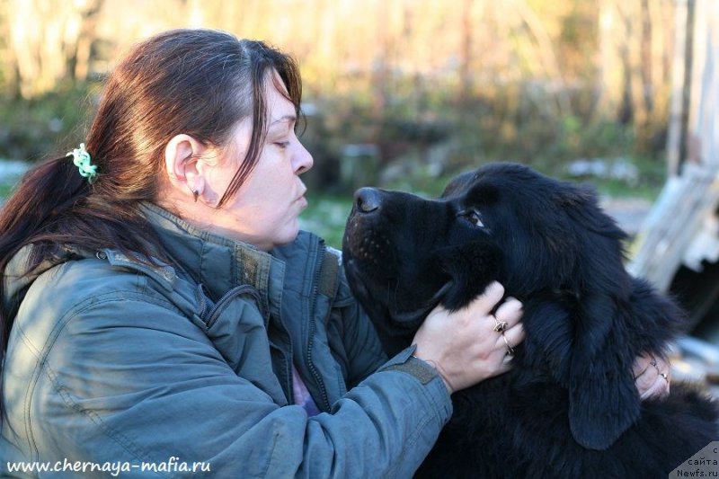 Фото: ньюфаундленд Chernaya Mafia Be Cool (Черная Мафия Бе Коол)