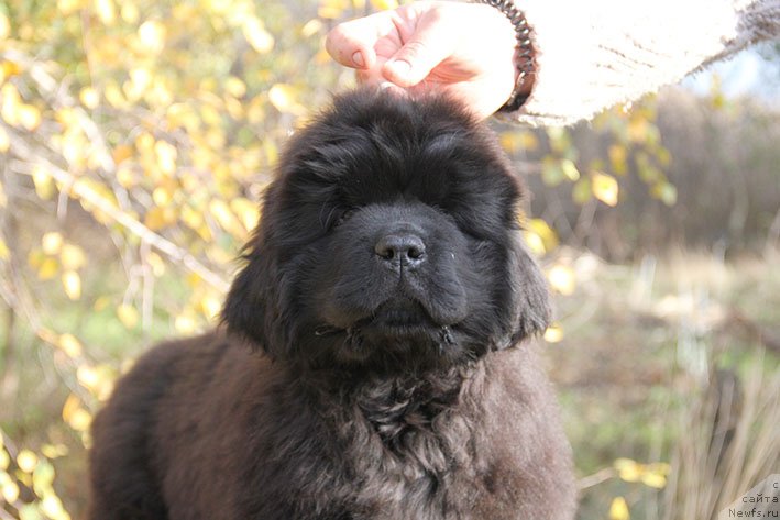 Фотография № 231457