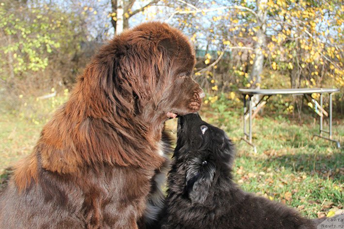 Фотография № 231460