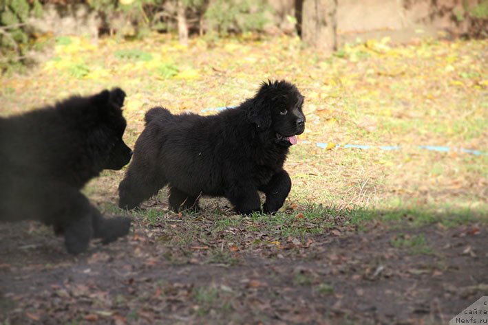 Фотография № 231463