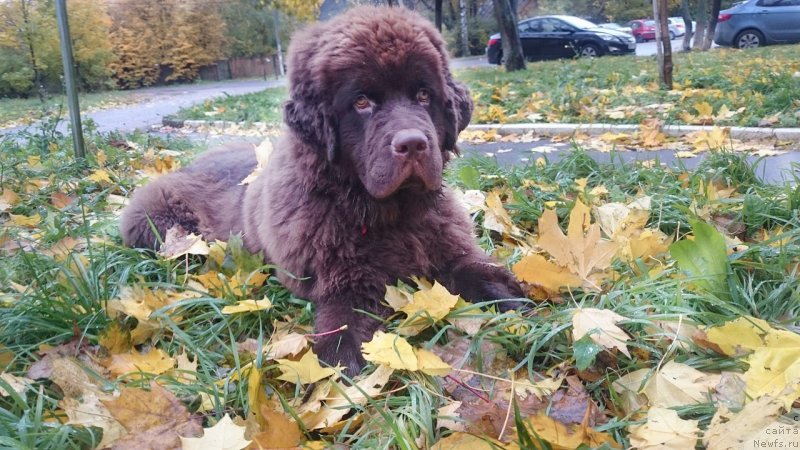 Фото: ньюфаундленд Braunblad MSK Daymond Maks (Браунблад МСК Даймонд Макс)
