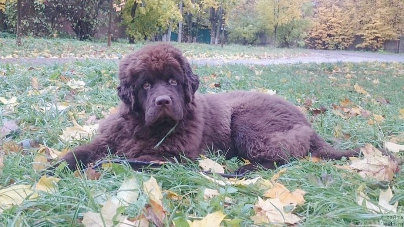 Фото: ньюфаундленд Braunblad MSK Daymond Maks (Браунблад МСК Даймонд Макс)