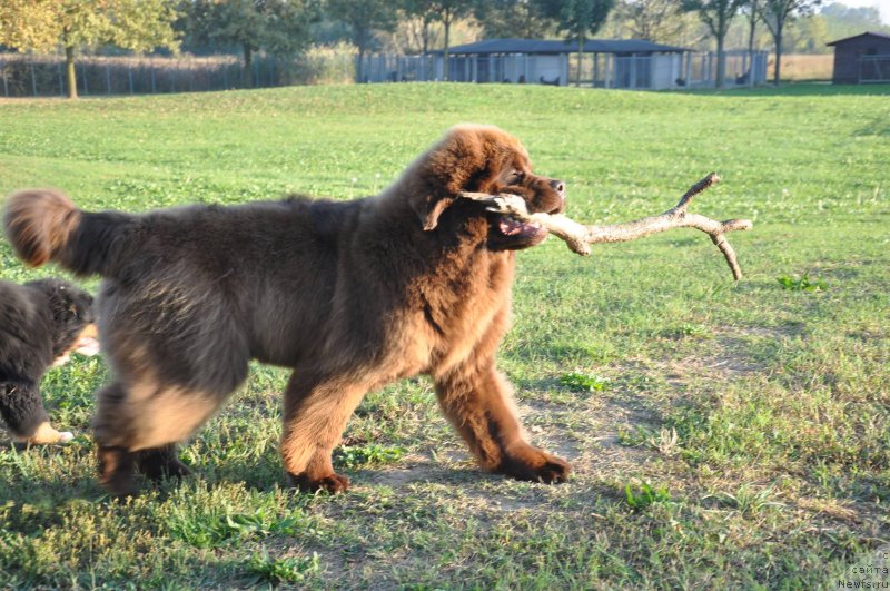 Фото: ньюфаундленд Braunblad MSK Djoy Orson (Браунблад МСК Джой Орсон)