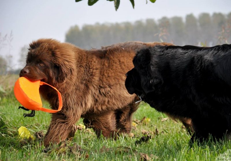 Фото: ньюфаундленд Braunblad MSK Djoy Orson (Браунблад МСК Джой Орсон)