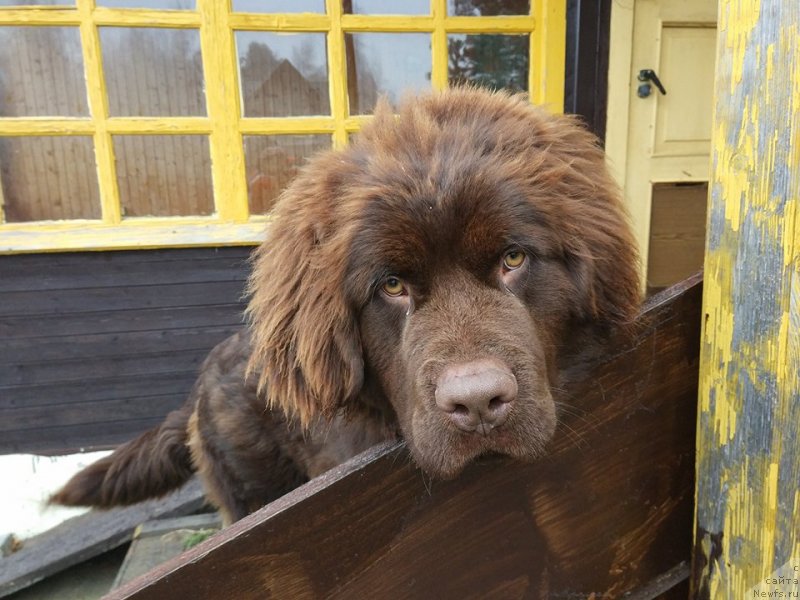 Фото: ньюфаундленд Braunblad MSK Dvayt Garnet (Браунблад МСК Двайт Гарнет)