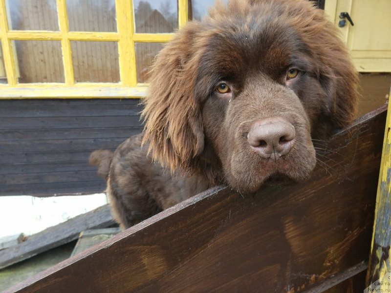 Фото: ньюфаундленд Braunblad MSK Dvayt Garnet (Браунблад МСК Двайт Гарнет)