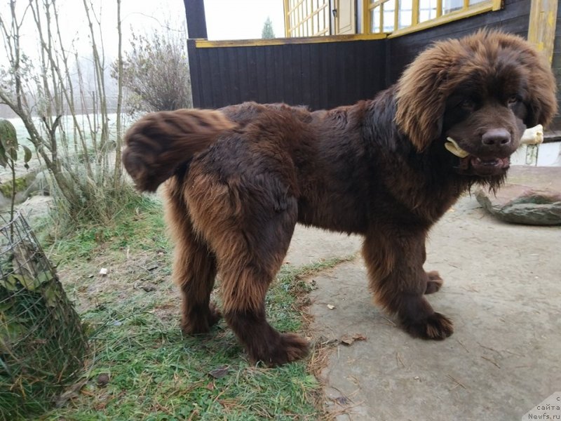 Фото: ньюфаундленд Braunblad MSK Dvayt Garnet (Браунблад МСК Двайт Гарнет)