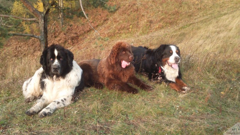 Фото: ньюфаундленд Brownblood MSK Darlina Joy (Браунблад МСК Дарлина Джой)