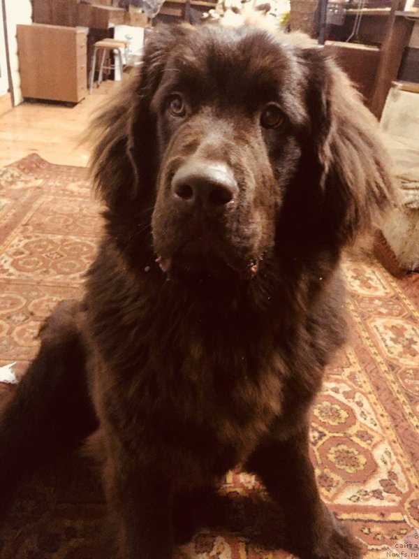 Фото: ньюфаундленд Braunblad MSK Donna Goldi (Браунблад МСК Донна Голди)