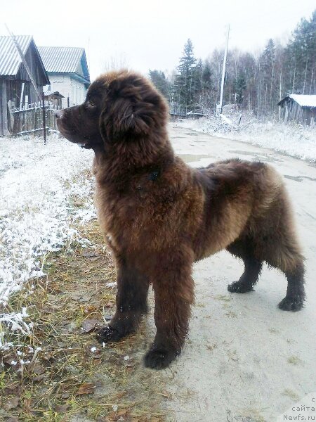 Фото: ньюфаундленд Brownblood MSK Drimi Ein (Браунблад МСК Дрими Эйн)