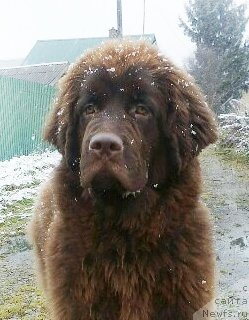 Фото: ньюфаундленд Brownblood MSK Drimi Ein (Браунблад МСК Дрими Эйн)