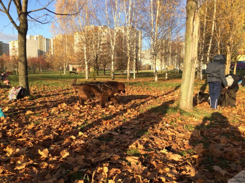 Фото: ньюфаундленд Brownblood MSK Darley Rinna (Браунблад МСК Дарли Ринна)