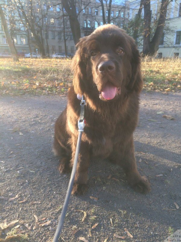 Фото: ньюфаундленд Braunblad MSK Djeyn Vendi (Браунблад МСК Джейн Венди)