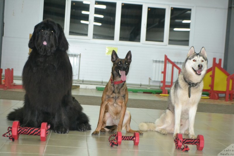 Фото: ньюфаундленд Nazar Vyatskiy Medved (Назар Вятский Медведь)