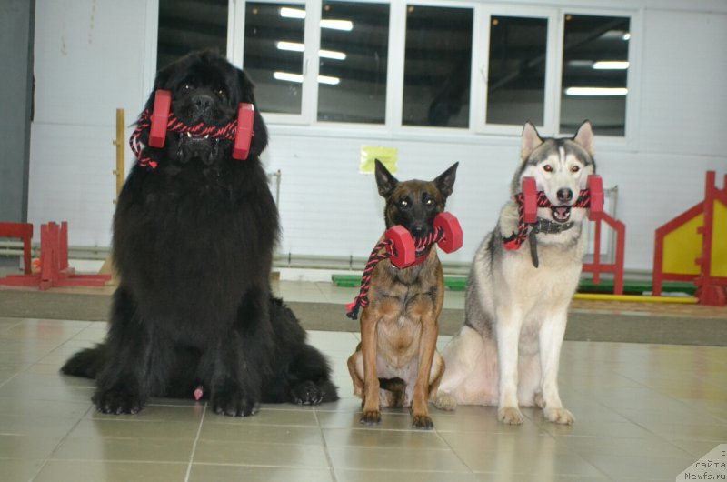 Фото: ньюфаундленд Nazar Vyatskiy Medved (Назар Вятский Медведь)