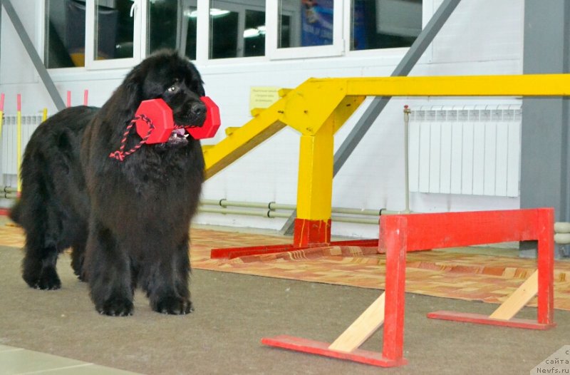 Фото: ньюфаундленд Nazar Vyatskiy Medved (Назар Вятский Медведь)