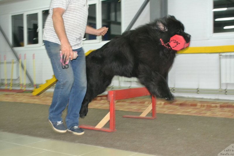 Фото: ньюфаундленд Nazar Vyatskiy Medved (Назар Вятский Медведь)