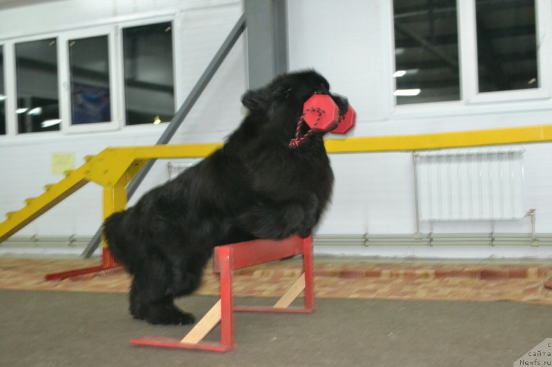 Фото: ньюфаундленд Nazar Vyatskiy Medved (Назар Вятский Медведь)