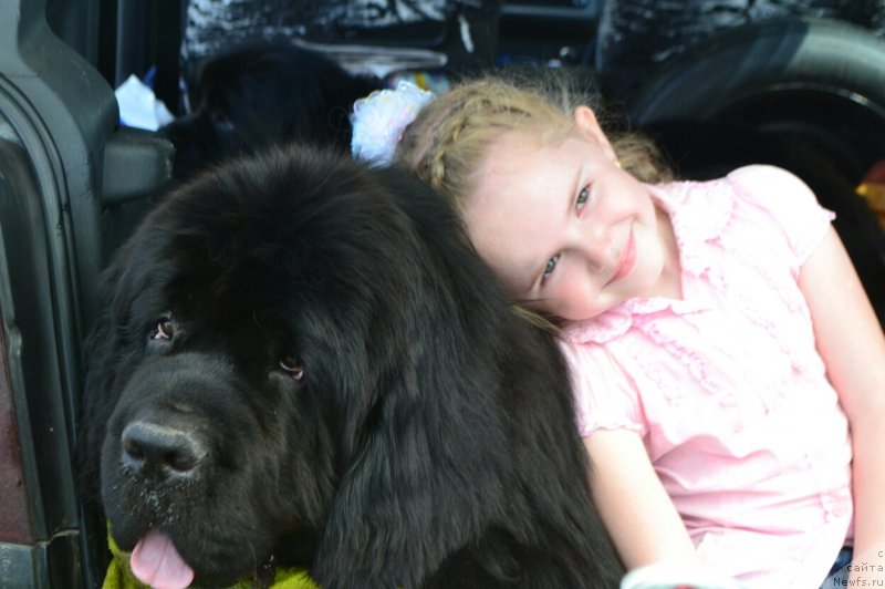 Фото: ньюфаундленд Nazar Vyatskiy Medved (Назар Вятский Медведь)