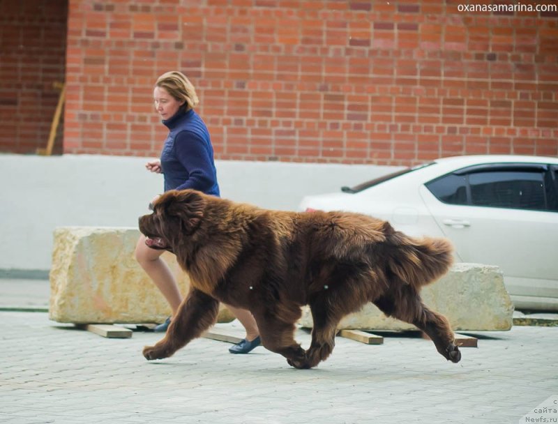Фото: ньюфаундленд Brownblood MSK Veles Alister (Браунблад МСК Велес Алистер)