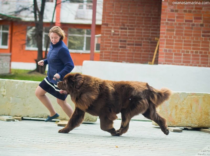 Фото: ньюфаундленд Brownblood MSK Veles Alister (Браунблад МСК Велес Алистер)