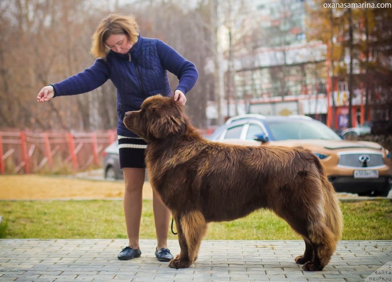 Фото: ньюфаундленд Brownblood MSK Hakim Gold Haydar (Браунблад МСК Хаким Голд Хайдар)