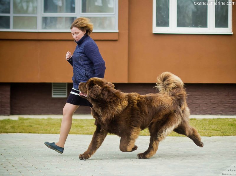 Фото: ньюфаундленд Brownblood MSK Hakim Gold Haydar (Браунблад МСК Хаким Голд Хайдар)