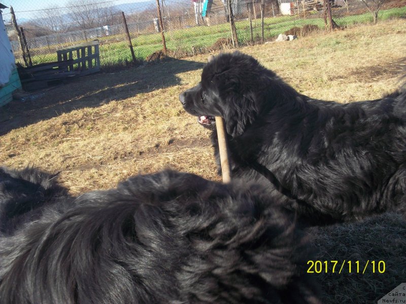 Фото: ньюфаундленд Stepan Razin (Степан Разин)