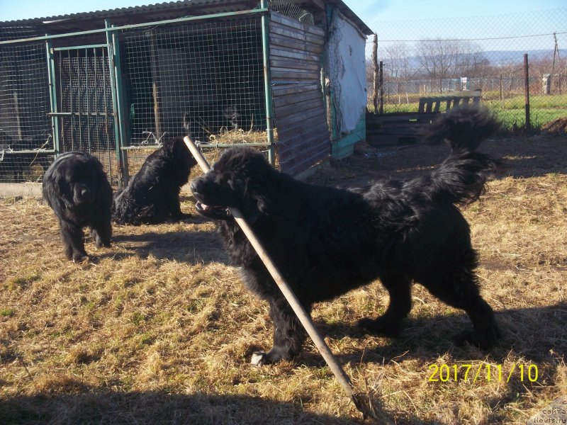 Фото: ньюфаундленд Stepan Razin (Степан Разин)
