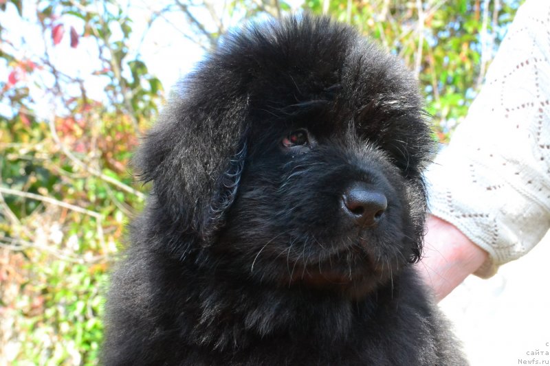 Фото: ньюфаундленд Talisman Morya Illyuziya (Талисман Моря Иллюзия)