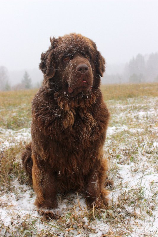 Фото: ньюфаундленд Naomi Tagoliri for Brouwnblood (Наоми Таголири фор Браунблад)