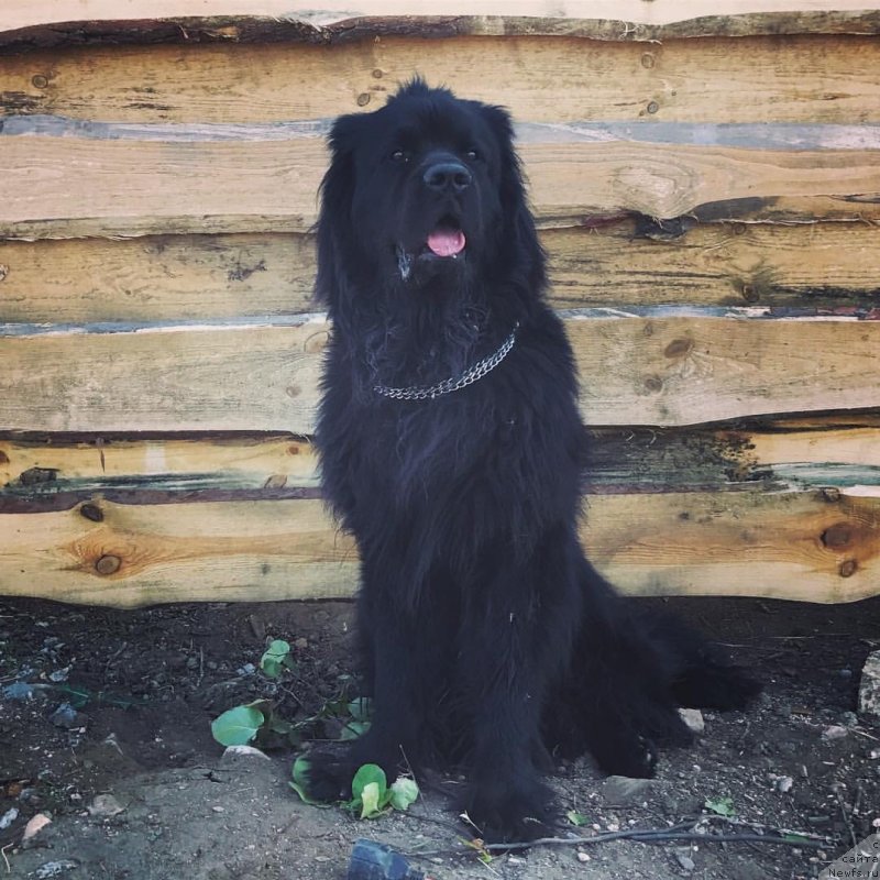 Фото: ньюфаундленд CHernyiy Balu Jerar (Черный Балу Жерар)