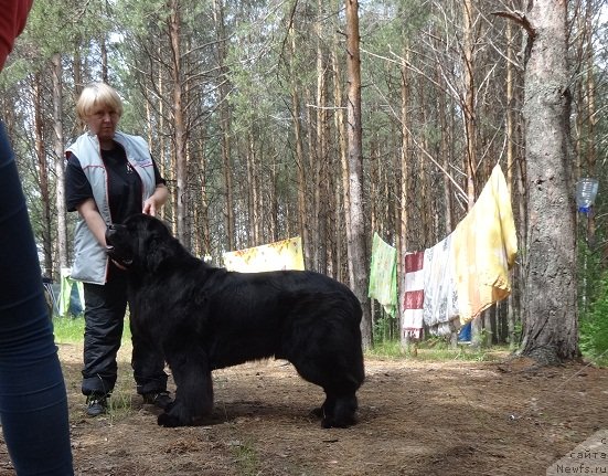 Фото: ньюфаундленд Dar Svezy Stands to Reason (Дар Свезы Стэндс Ту Реасон)