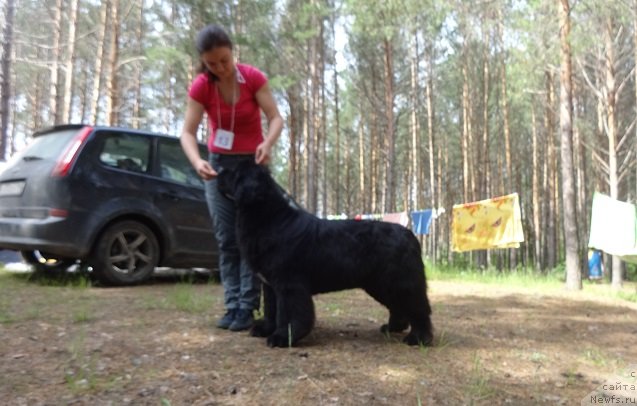 Фото: ньюфаундленд Akvian Song Lavatera (Аквиан Сонг Лаватера)