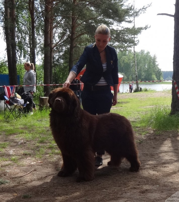 Фото: ньюфаундленд N'yufort Vivian (Ньюфорт Вивиан)