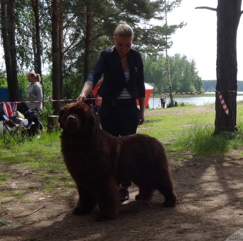 Фото: ньюфаундленд N'yufort Vivian (Ньюфорт Вивиан)