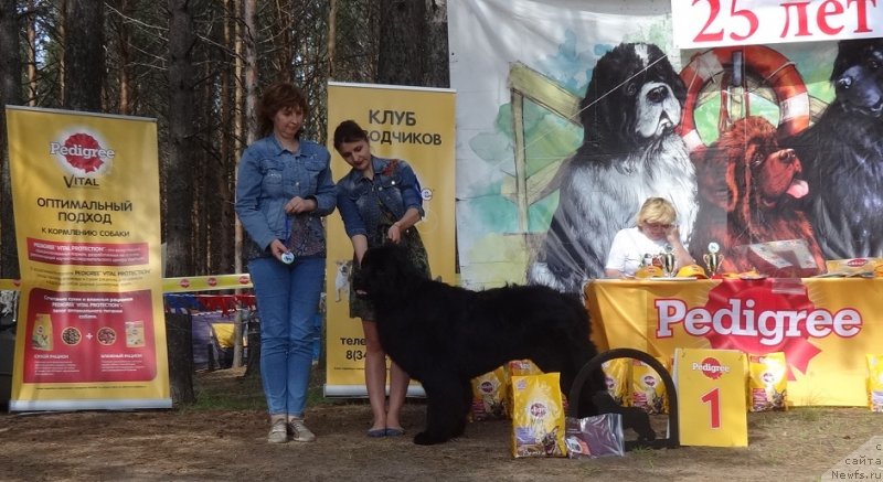 Фото: ньюфаундленд Aquatoriya Kelvin Isaak Newton (Акватория Келвин Исаак Ньютон)