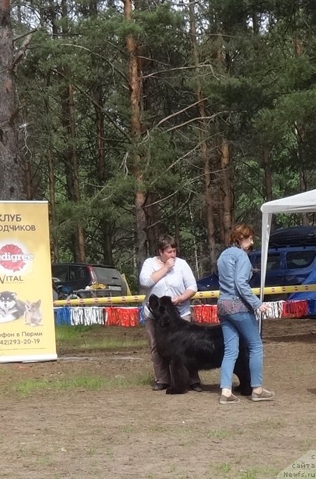 Фото: ньюфаундленд Obush Shed Deutschland (Обуш Шед Дойчленд)
