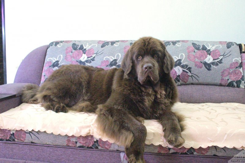 Фото: ньюфаундленд Naomi Tagoliri for Brouwnblood (Наоми Таголири фор Браунблад)