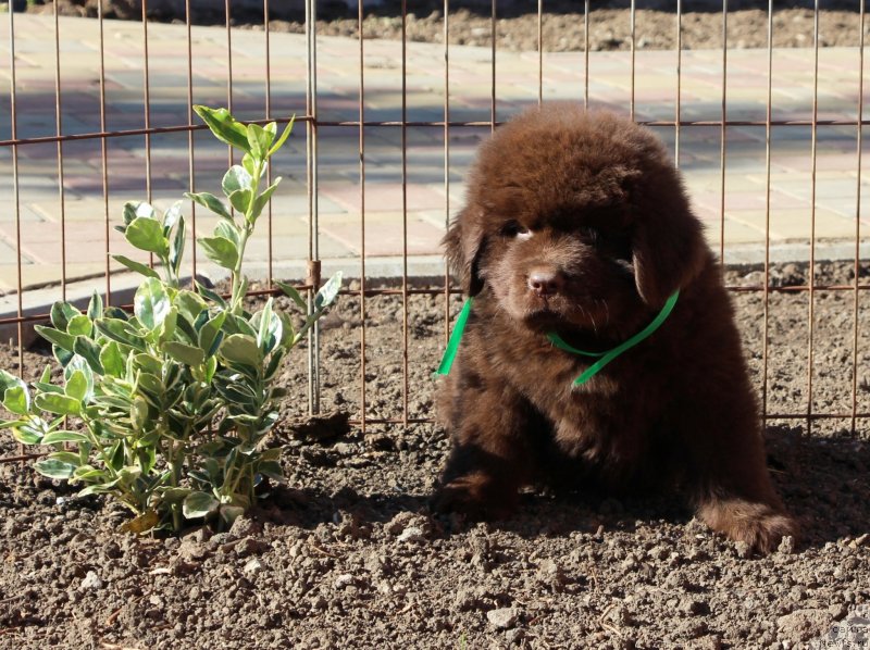 Фото: ньюфаундленд Jemchujina Kubani Kubanskiy Kazak (Жемчужина Кубани Кубанский Казак)