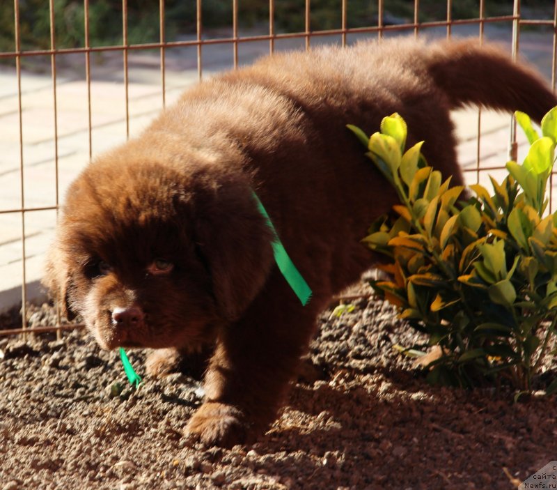 Фото: ньюфаундленд Jemchujina Kubani Kubanskiy Kazak (Жемчужина Кубани Кубанский Казак)