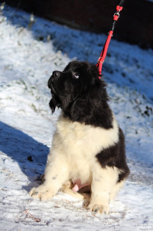 Фотография № 231525