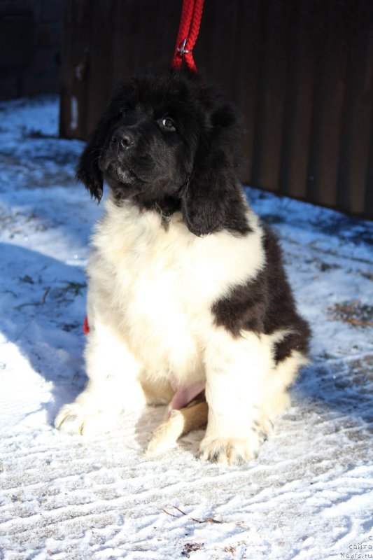 Фото: ньюфаундленд Super Premium YUnkers (Супер Премиум Юнкерс)