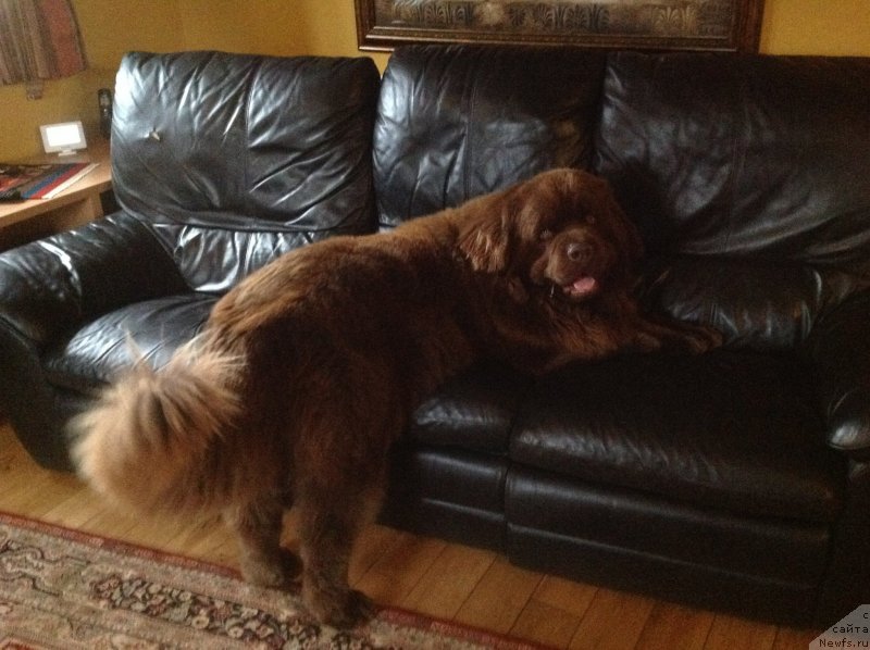 Фото: Ноб, ньюфаундленд Nobl King May Lord Simba (Нобл Кинг Май Лорд Симба)