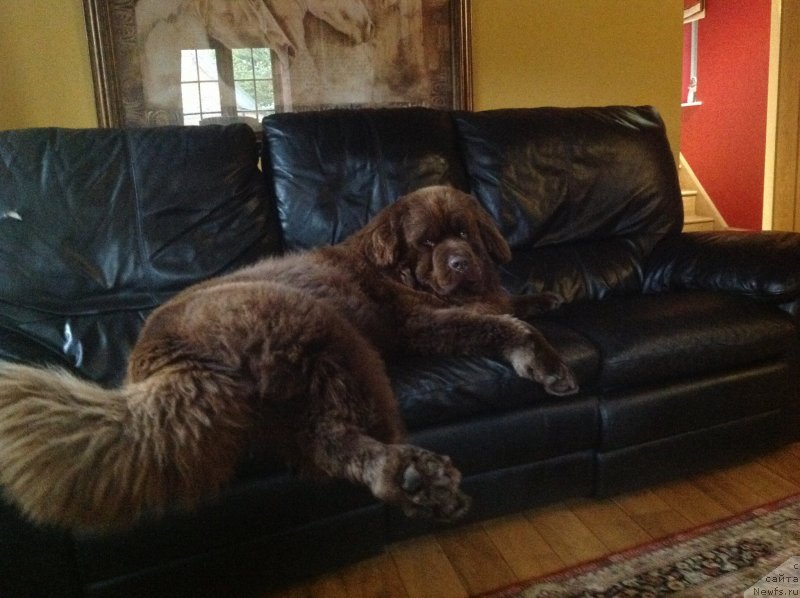 Фото: ньюфаундленд Nobl King May Lord Simba (Нобл Кинг Май Лорд Симба)