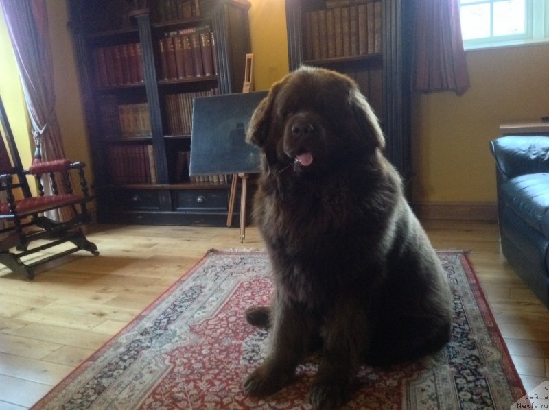 Фото: ньюфаундленд Nobl King May Lord Simba (Нобл Кинг Май Лорд Симба)