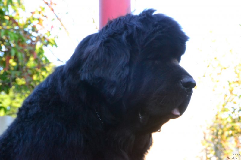 Фото: ньюфаундленд Talisman Morya La-Valetta (Талисман Моря Ла-Валетта)