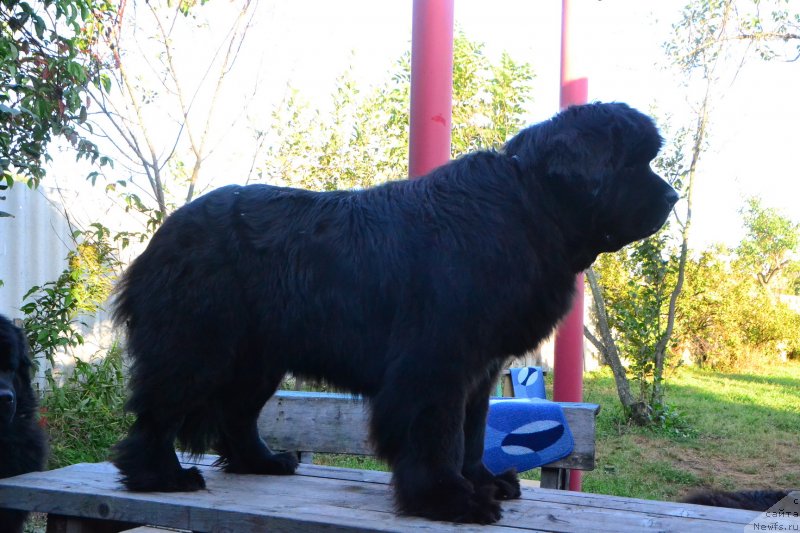 Фото: ньюфаундленд Talisman Morya La-Valetta (Талисман Моря Ла-Валетта)